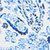 White/blue