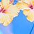 Yellow/blue