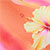 Pink/orange