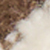 Cream/chocolate