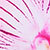 Pink/berry