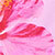 Pink/pink