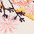 Pressed Floral Marshmallow