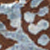 Espresso/blue