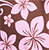 Choc/pink