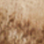 Cream/chocolate